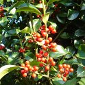 Ilex aquifolium 'Foxii' P3